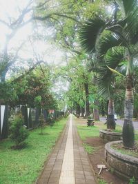 Footpath amidst trees in park