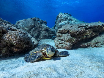 View of turtle in sea