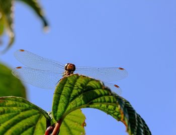 Close-up of insect on leaf against clear blue sky
