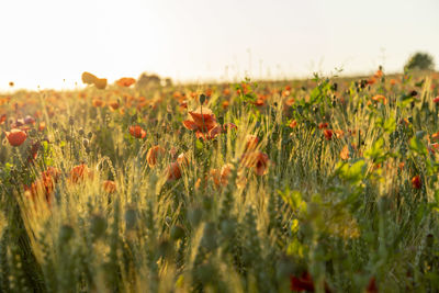 Close-up of flowering plants on field against sky