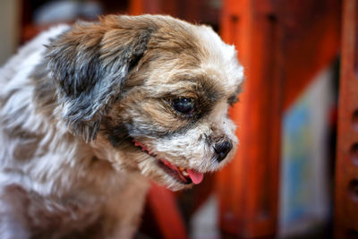 Close-up of dog looking away