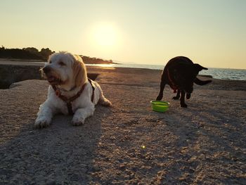 Dog on beach during sunset