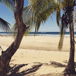 Palm trees on beach