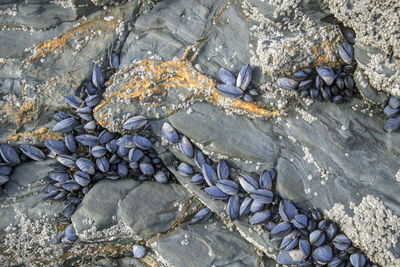 Close-up of pebbles on beach