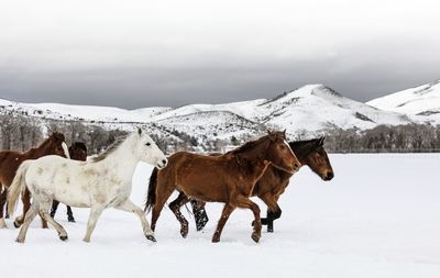 Horse standing on snow covered landscape