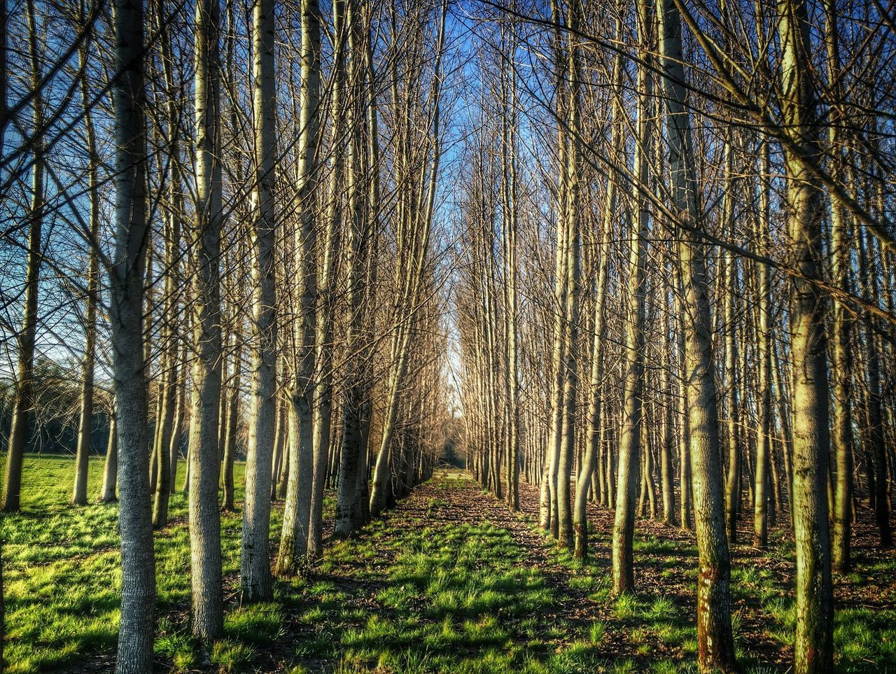 tree, tranquility, tree trunk, the way forward, forest, woodland, tranquil scene, growth, nature, beauty in nature, diminishing perspective, scenics, landscape, vanishing point, sunlight, treelined, green color, non-urban scene, branch, day