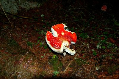 Close-up of fly agaric mushroom in forest