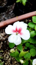 Close-up of white flower blooming outdoors