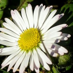 Close-up of white daisy flowers