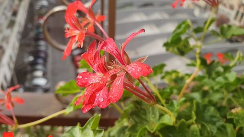 Close-up of red flowering plant