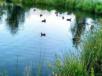 Birds swimming in lake