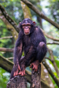 Chimpanzee sitting in the stones