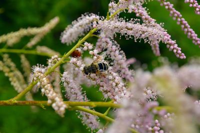 Close-up of insect on plant