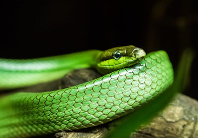 Close-up of green snake on leaf
