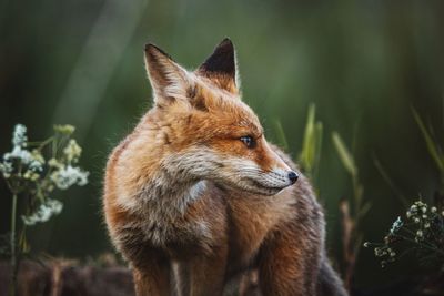 Red fox cub portrait in the wilderness. wallpaper of a wonderful,adorable wild animal.	