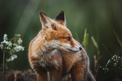 Close-up of an animal looking away