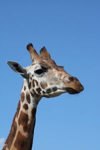 View of giraffe against clear sky