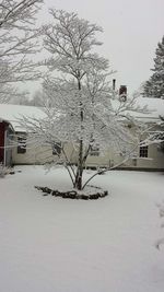 Snow covered trees in winter