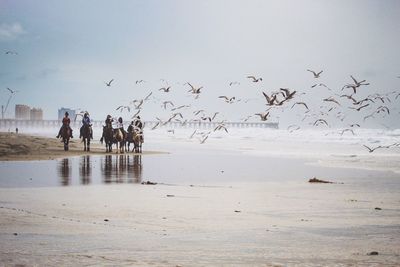 Birds flying over beach against sky