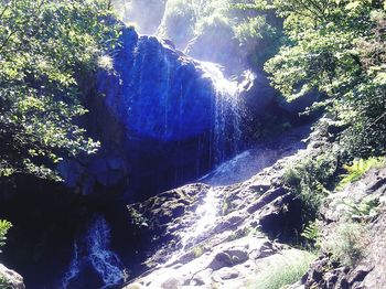 View of trees in water