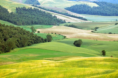 Scenic view of agricultural field