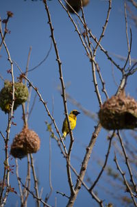 Bird perching on tree against sky