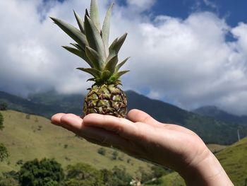 Person holding plant against sky