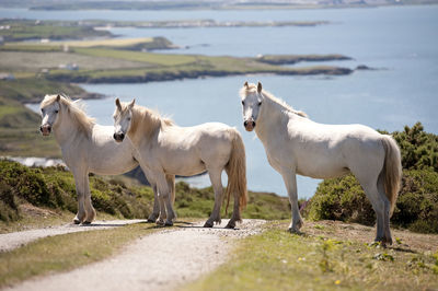 Side view of horses standing on field against lake