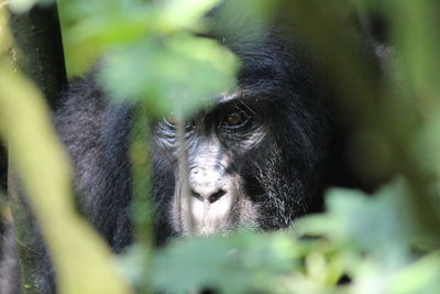 Close-up of monkey looking away