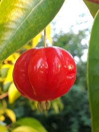 Close-up of strawberry growing on tree