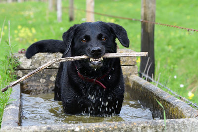 Close up portrait of a wet black labrador standing in a water trough while chewing a stick
