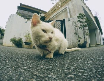 Low angle view of cat in city
