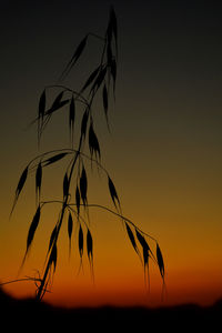 Close-up of silhouette plants against sunset sky