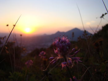Close-up of purple flowering plant on field against sky during sunset