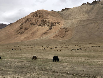 View of horses on landscape