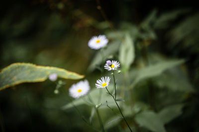 Close-up of white flowering plant