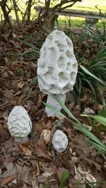 Close-up of plant growing on field