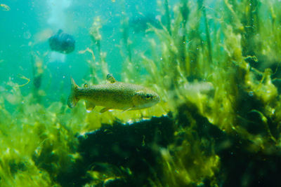 Close-up of fish swimming in sea