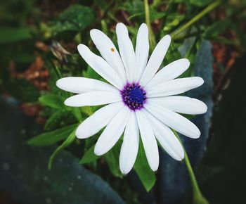 Close-up of daisy flowers