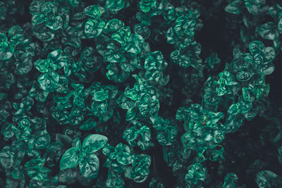 Full frame shot of plants in water