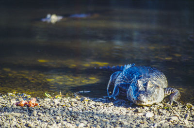 Close-up of a turtle in the sea