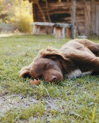 View of a dog relaxing on field