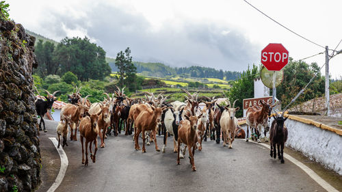  goats on the road