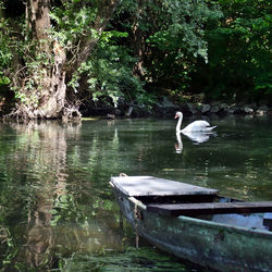 Swans swimming in lake