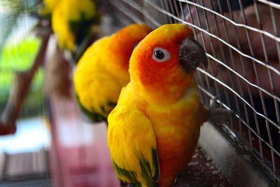 Close-up of parrot in cage