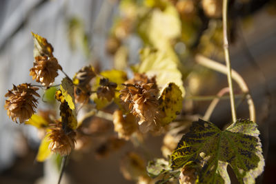 Close-up of yellow flowering plant leaves