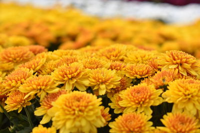 Close-up of yellow flowering plants