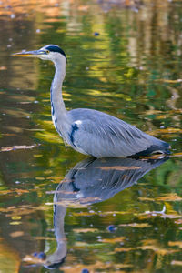 View of a bird in lake