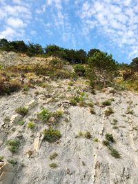 Plants growing on land against sky