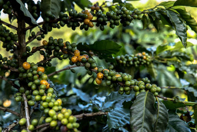 Low angle view of berries growing on tree